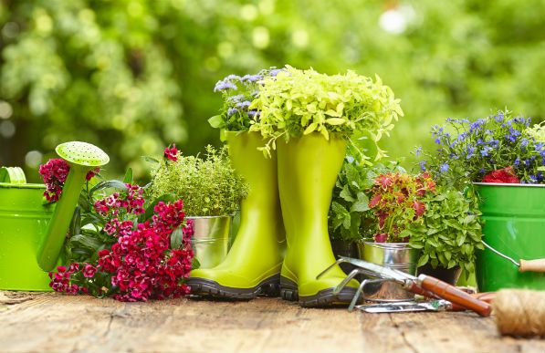 A Beginner’s Guide to Backyard Gardens