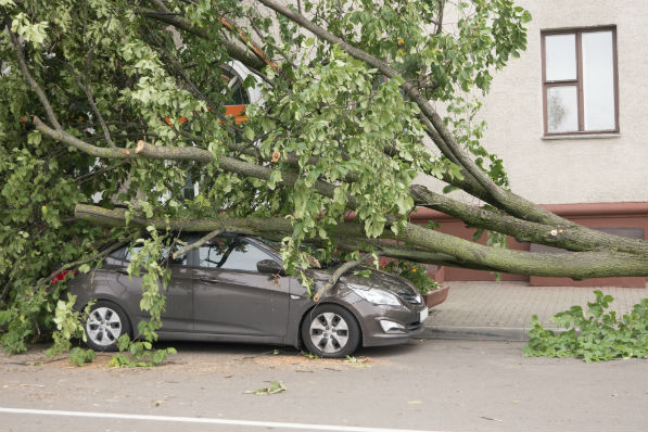 tree removal don't diy dangerous