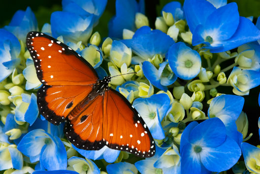 How to Design and Plant the Perfect Butterfly Garden