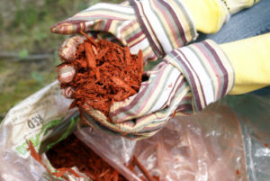 gardener holding red mulch chips