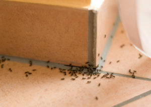 ant infestation kitchen floor