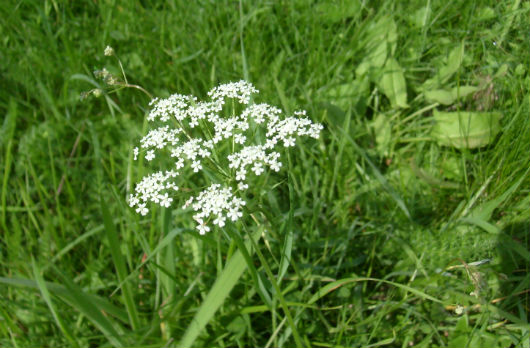 Poisonous Plants to Weed Out of Your Garden